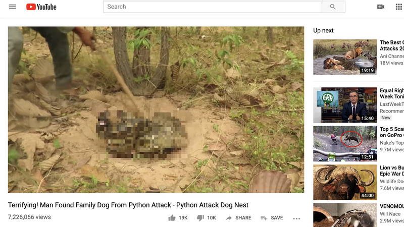 Illustration for article titled YouTube Starts Banning Fake 'Rescue' Videos of Snakes Attacking Puppies and Kittens